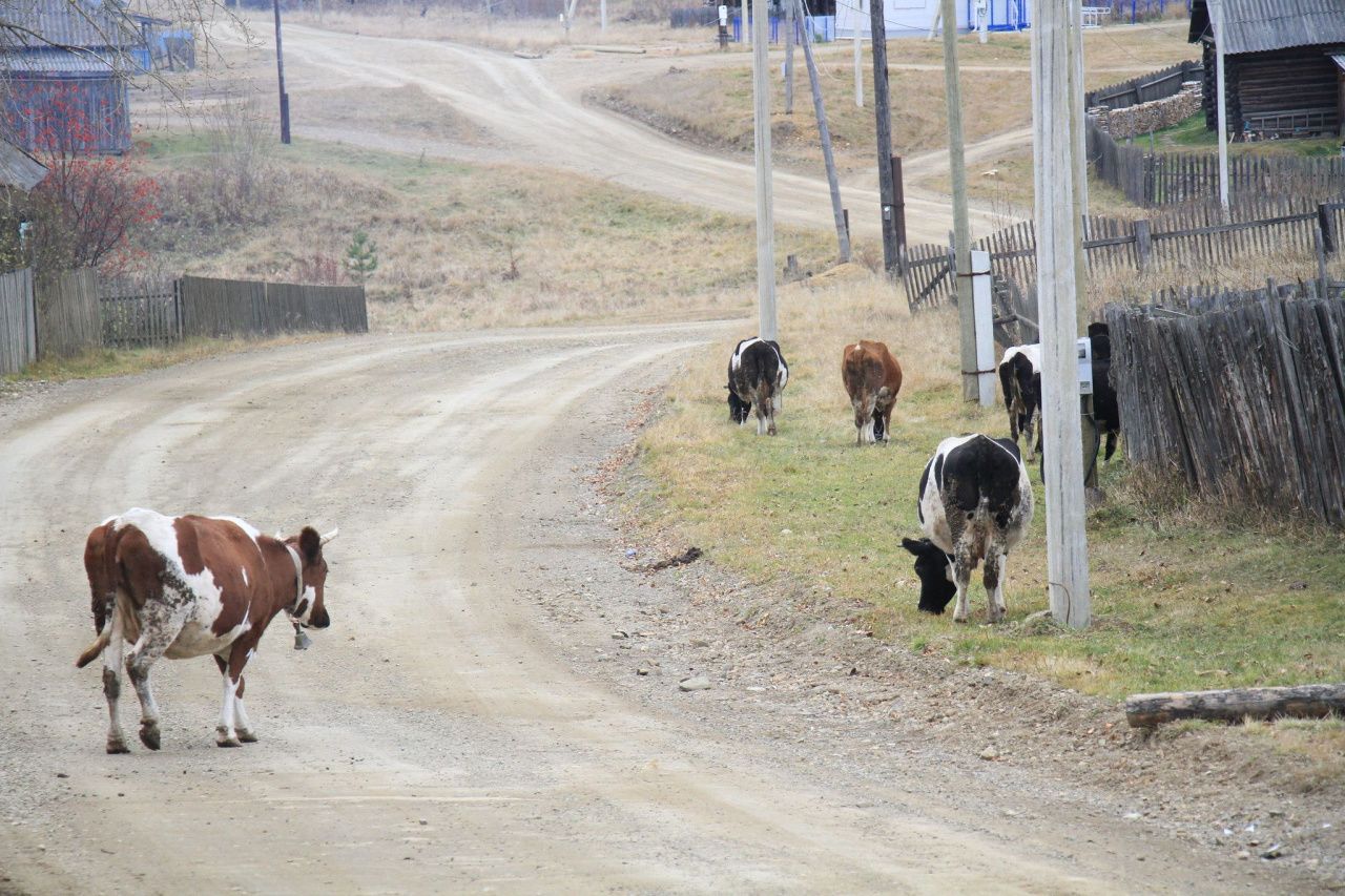 Общим собранием в Сосьве определят место для выгула крупного рогатого скота