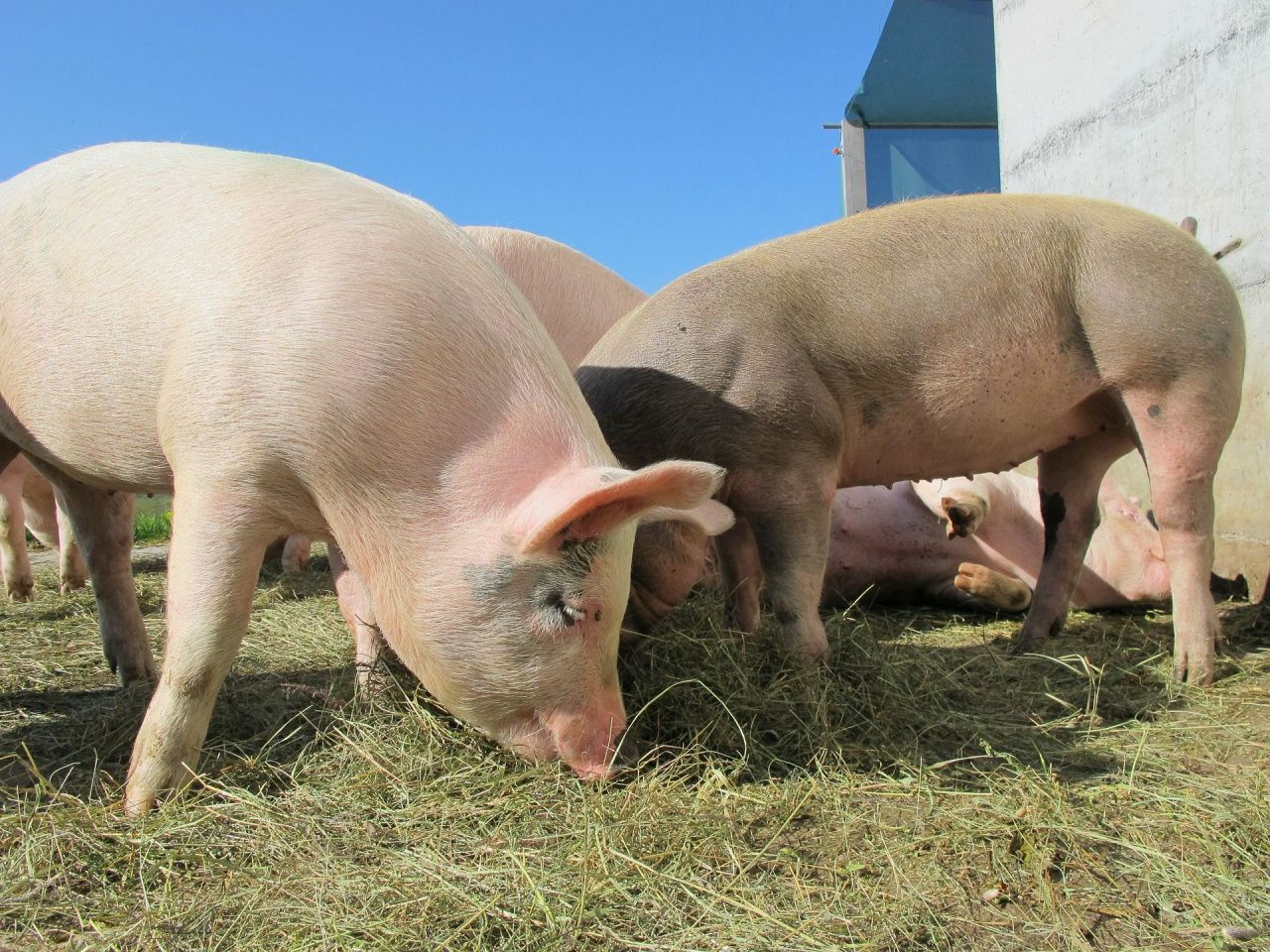 Администрация Сосьвы просит не вывозить трупы свиней самостоятельно
