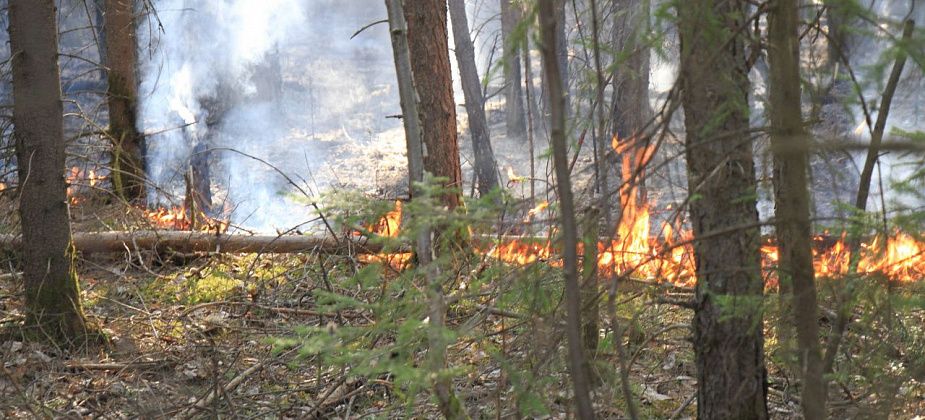 В Сосьвинском округе действует природный пожар. Огонь захватил площадь в 150 гектар