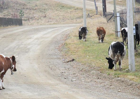 Общим собранием в Сосьве определят место для выгула крупного рогатого скота