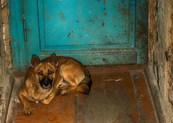 В Госдуму внесли законопроект о штрафах за выброшенных животных