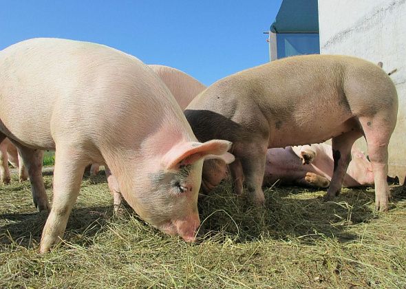 Администрация Сосьвы просит не вывозить трупы свиней самостоятельно