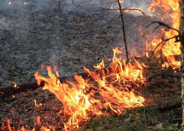 В Гаринском горокруге горят 44 гектара леса