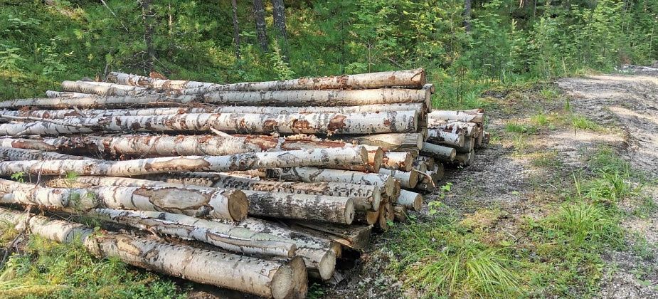 Полиция Серова с начала года возбудила два уголовных дела о незаконных рубках леса