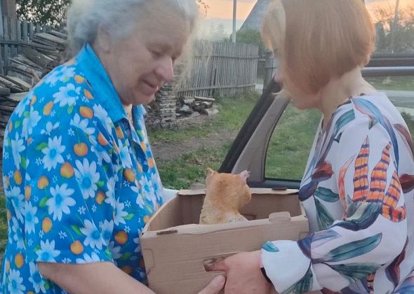 Сосьвинский кот Вася, пострадавший в пожаре, вернулся после лечения домой