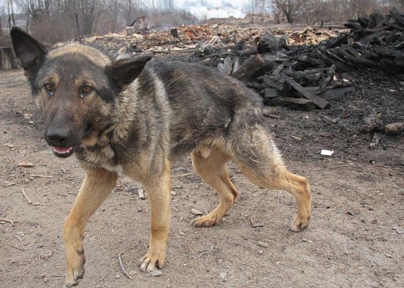 "ВКонтакте" создана группа с информацией о пропавших во время пожара домашних животных