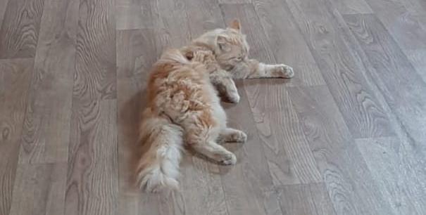 Кот, который живет при храме. К сосьвинской церкви подкинули котенка. Он остался