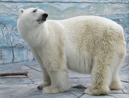 "Прости нас, Умка…" В Екатеринбургском зоопарке скончался белый медведь. Он проглотил мячик, брошенный посетителем