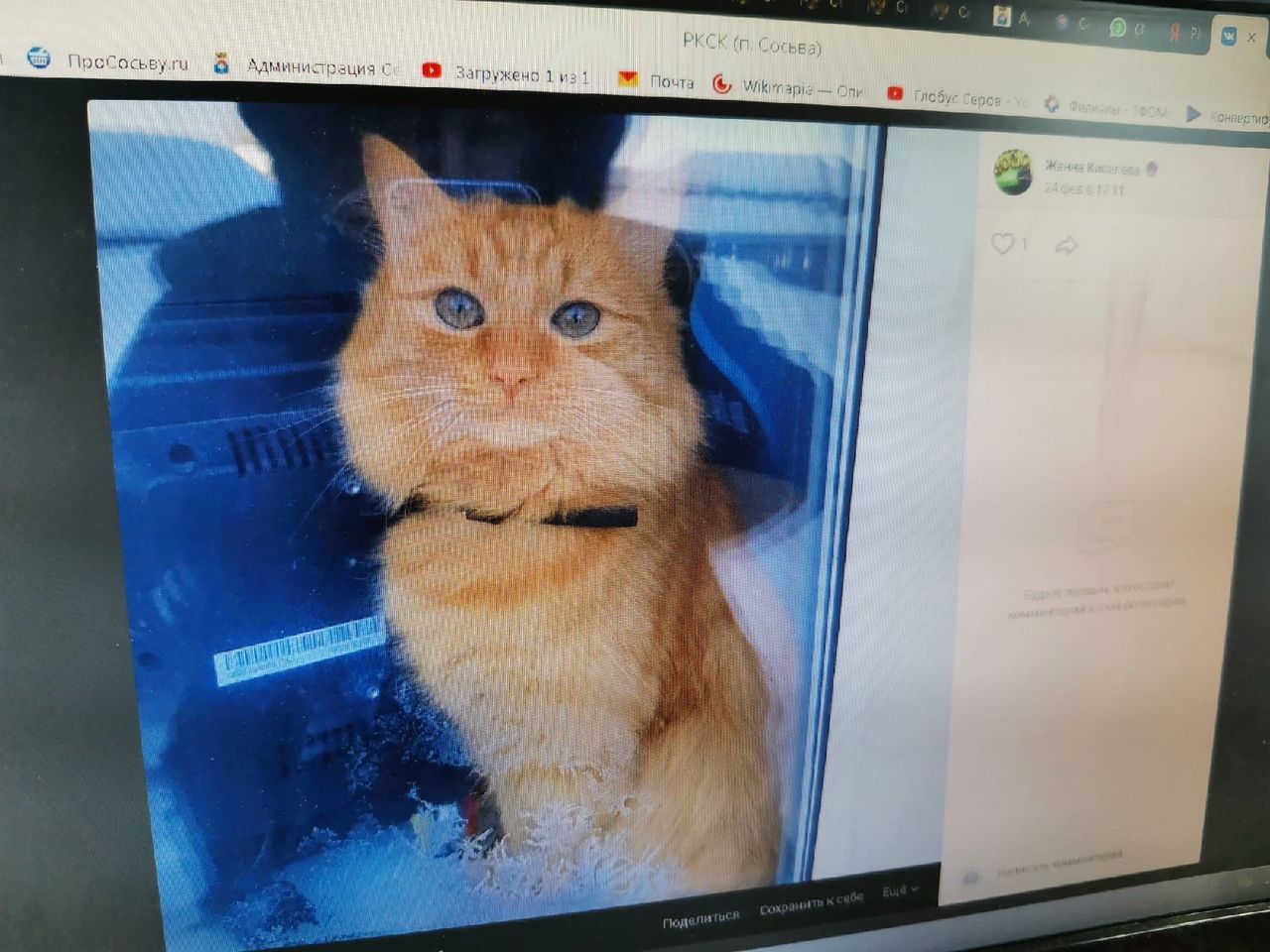 В Сосьве объявлен фотоконкурс рыжих котиков. Победитель получит запас корма