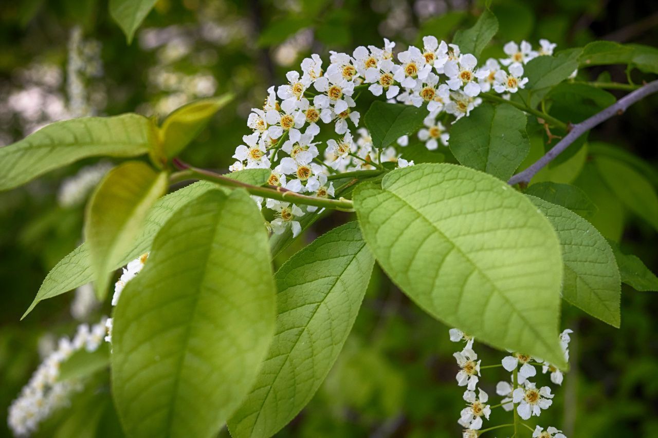 похолодало похолодало только черемуха. цветение черёмухи. когда васнт когда верент. похолодало похолодало только черемуха. черемуха.