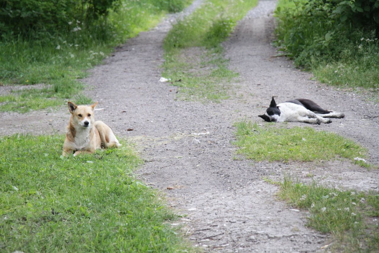 После иска прокуратуры мэрию Гарей обязали заключить договор на отлов безнадзорных животных