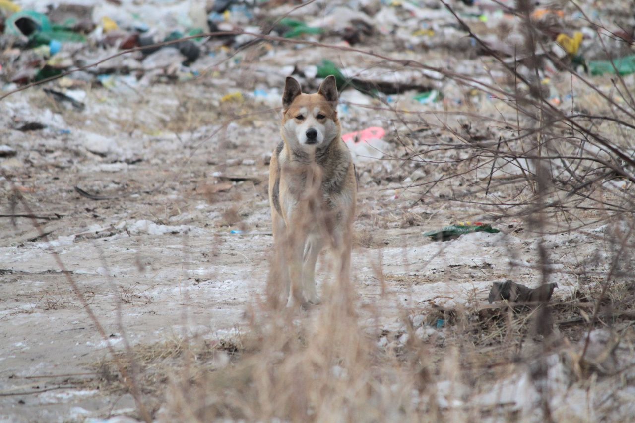 Власти Гарей ищут подрядчика для отлова бродячих собак. На эти цели выделено 97 тысяч рублей