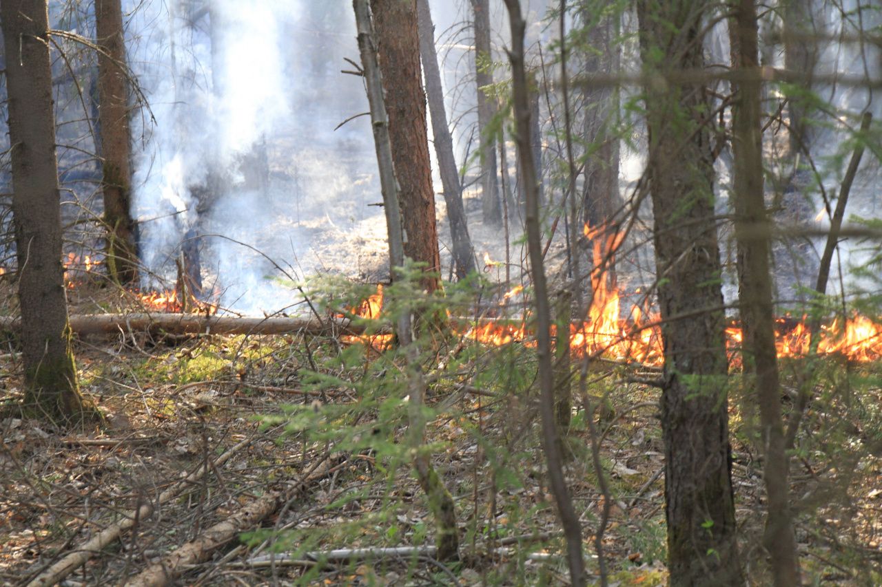 В Сосьвинском округе действует природный пожар. Огонь захватил площадь в 150 гектар