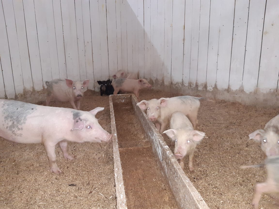Сосьвинская колония накормит осужденных свининой