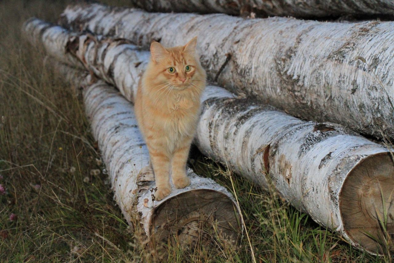 В Сосьве с 20 апреля вводят дополнительные требования пожарной безопасности