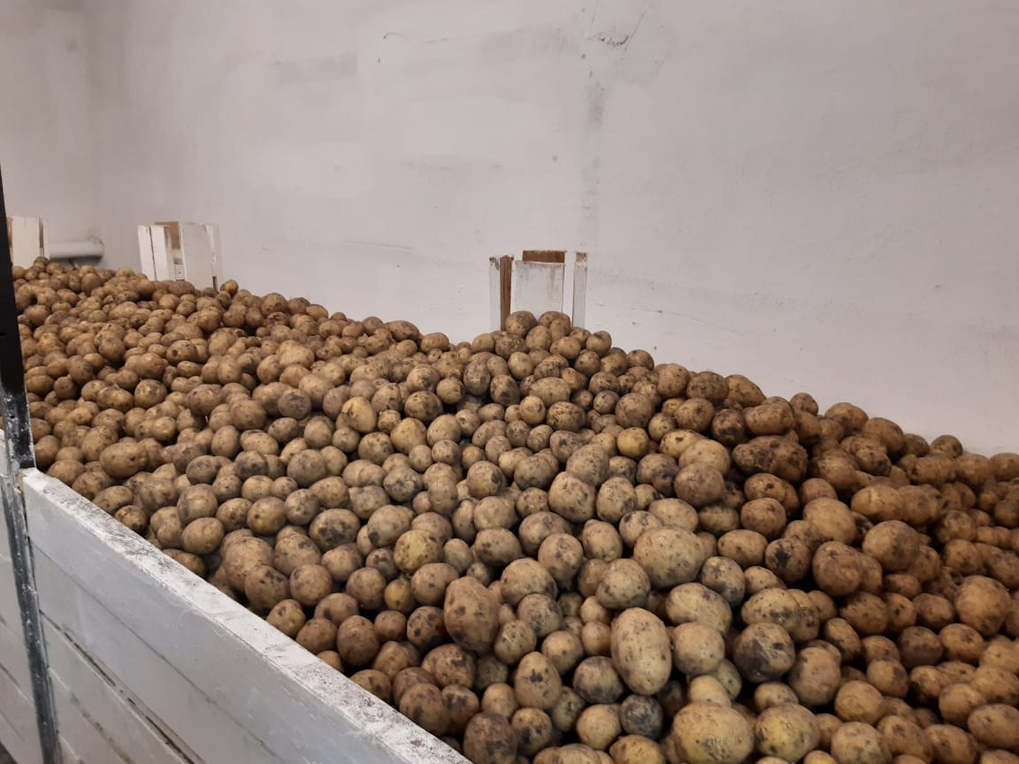 В сосьвинскую колонию завезли первый урожай свежего картофеля