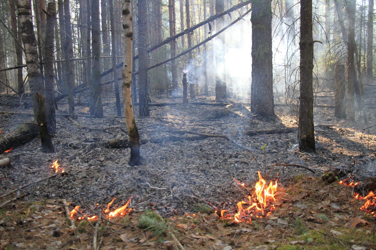 УГЗ Сосьвы закупает ранцевые лесные огнетушители для тушения низовых пожаров