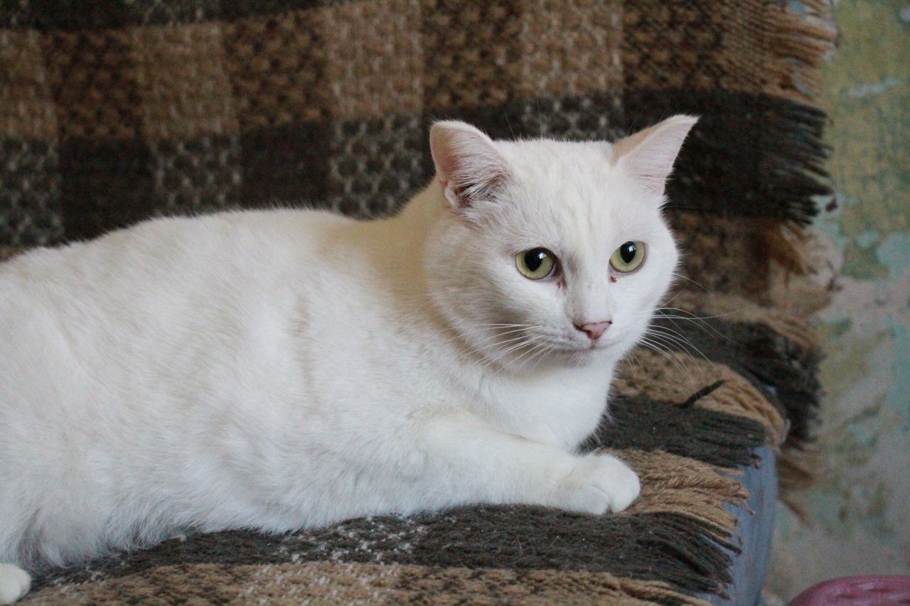 В Сосьве пройдет фотоконкурс "Белые лапки"