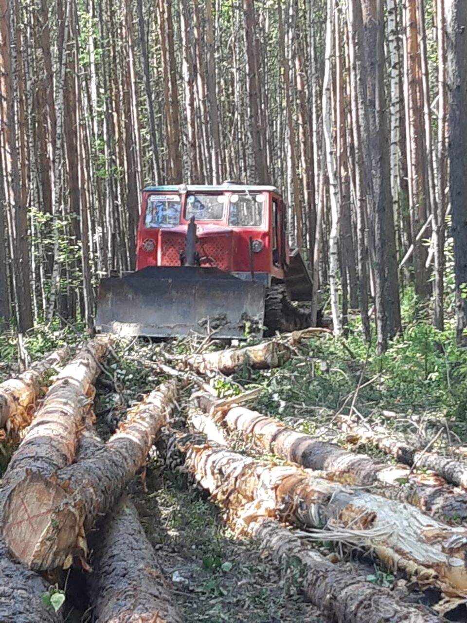 Осужденные заготавливают лес в Сотринском лесничестве