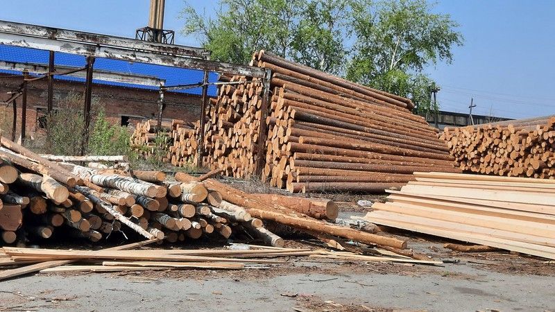 Мастер леса получил условный срок за незаконную рубку 72 деревьев в Гаринском лесничестве