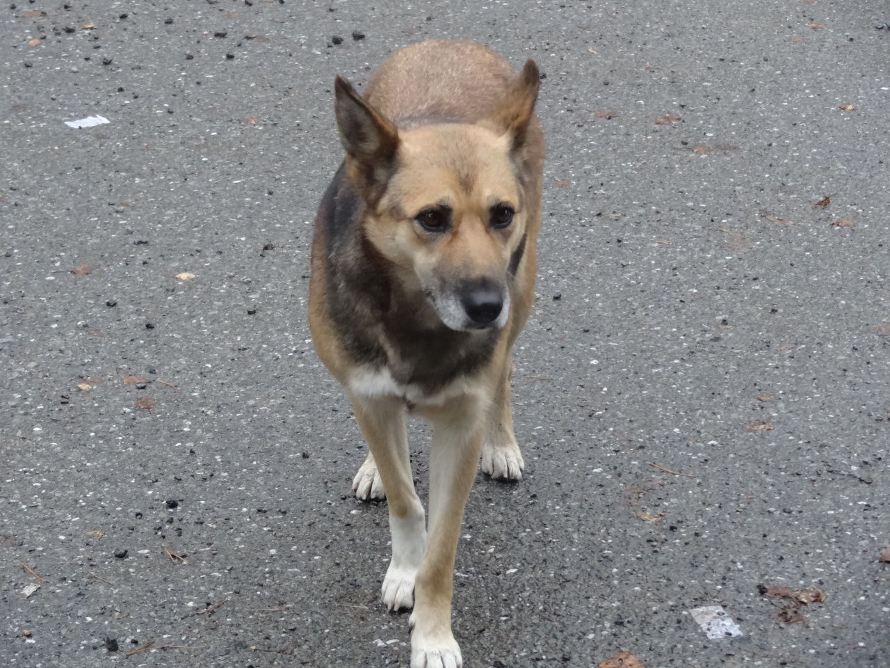 На 9-м километре сосьвинской дороги серовчане заметили пса, который ждет хозяина