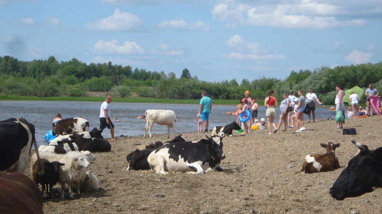 «Деревья умирают стоя». Серовчанин обращается к властям с вопросами о состоянии Сосьвы и Каквы