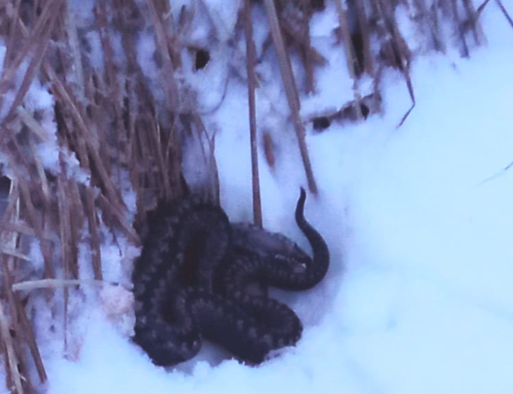 Жители Новой Сосьвы обнаружили в бане ядовитую змею. Она выползла из-под печки