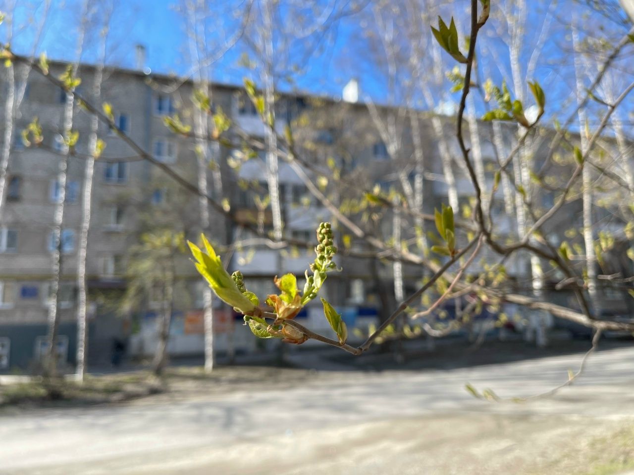 На севере области на майские праздники прогнозируется теплая погода