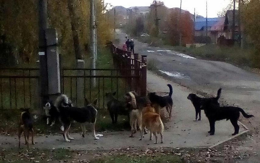 Госдума приняла закон об ответственном обращении с животными