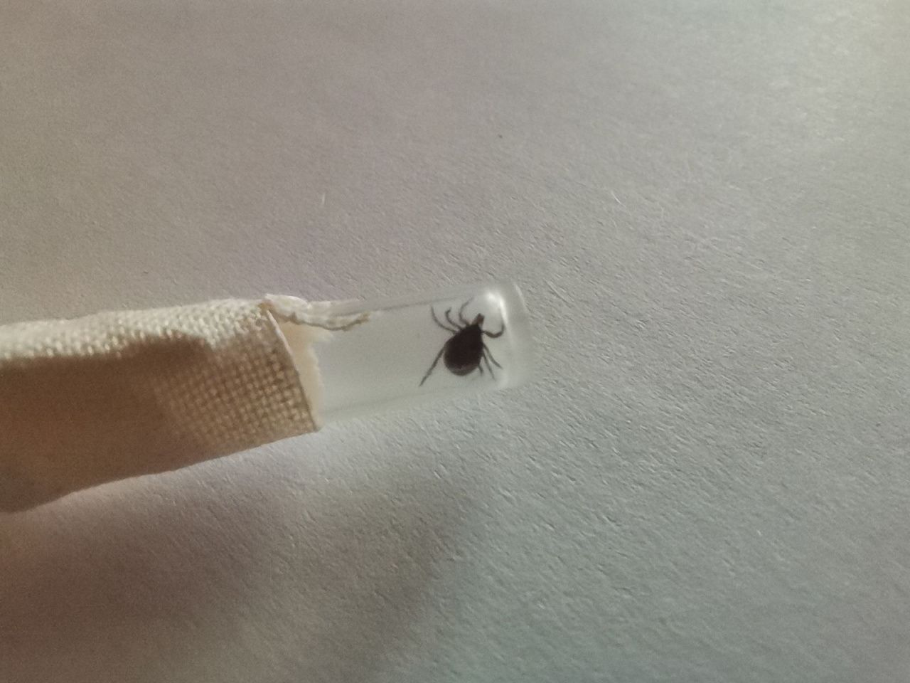 Десятки жителей Сосьвинского и Гаринского городских округов пострадали от укусов клещами