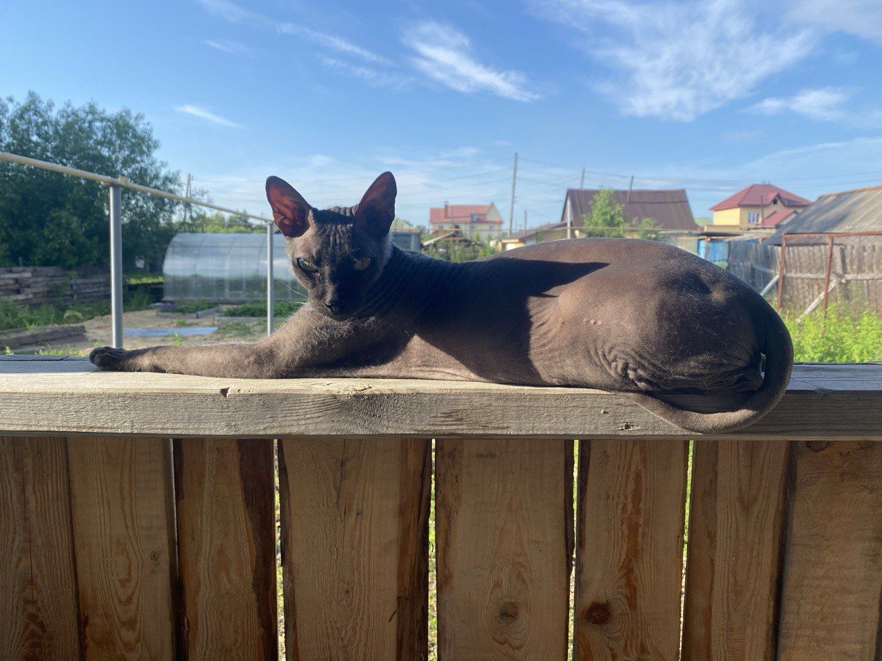 Сосьвинцев приглашают принять участие в креативном конкурсе “Мой смешной питомец”