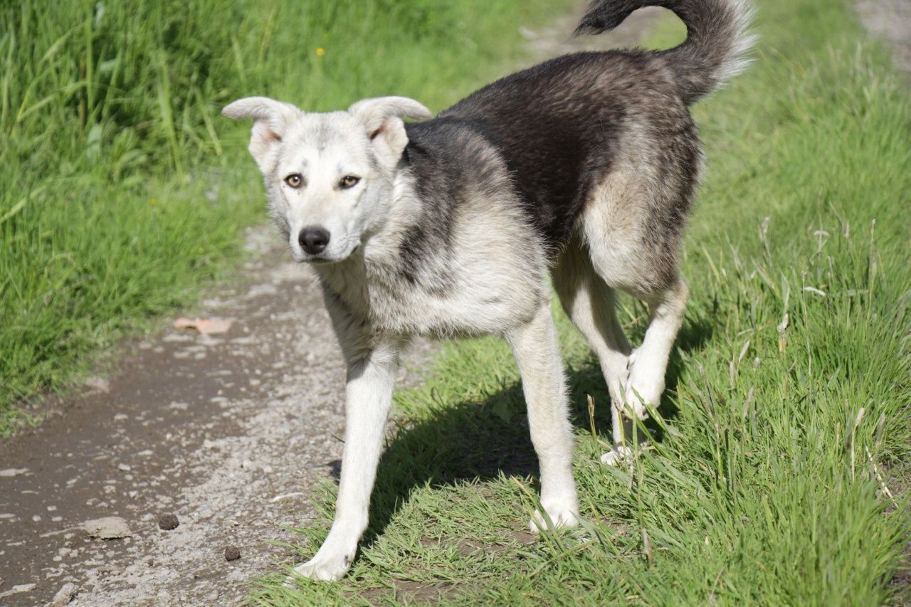 На отлов собак в Сосьве выделено почти полмиллиона рублей