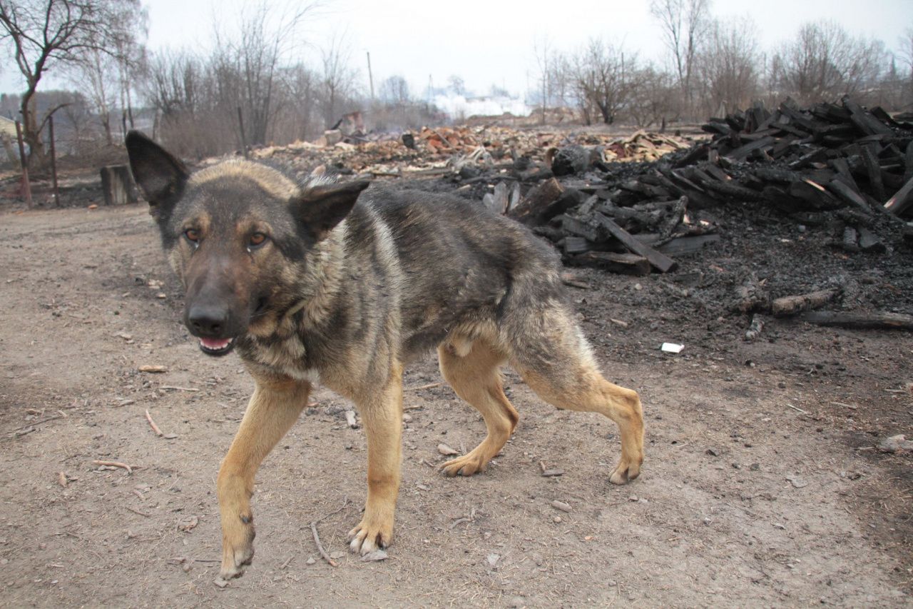 "ВКонтакте" создана группа с информацией о пропавших во время пожара домашних животных