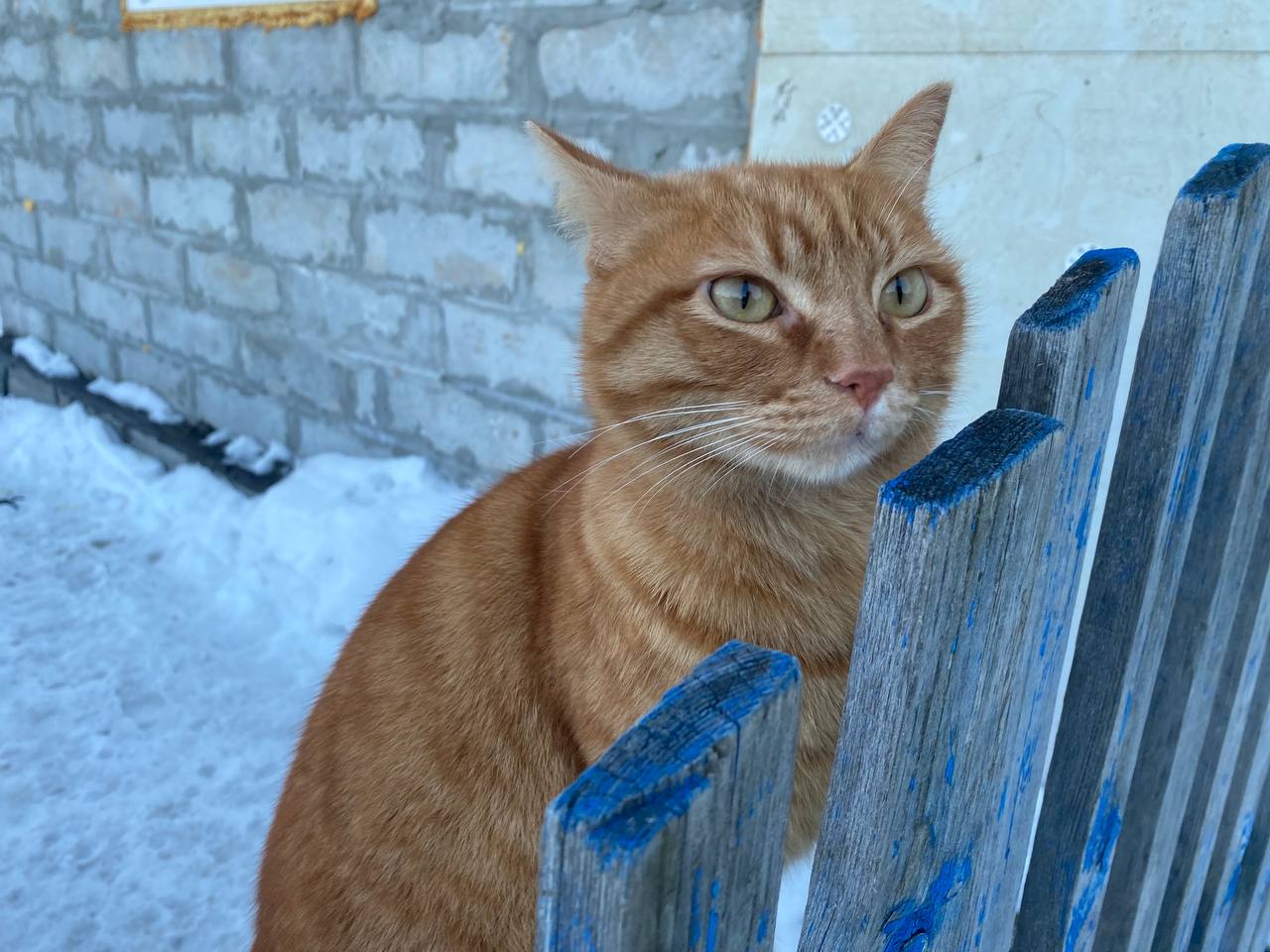 В Сосьве пройдет фотоконкурс, посвященный рыжим котам и кошкам