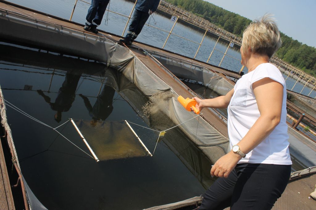 На рыбном участке Белоярской АЭС-АВТО рыбу кормят специальным комбикормом по 6-8 раз в день. Фото: Мария Чекарова, "Глобус"