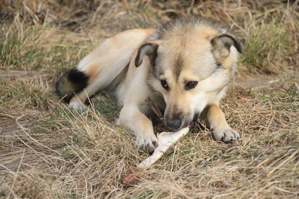 Пса, который грызет кость у дома Оксаны, зовут Соболь. Фото: Константин Бобылев, "Глобус"