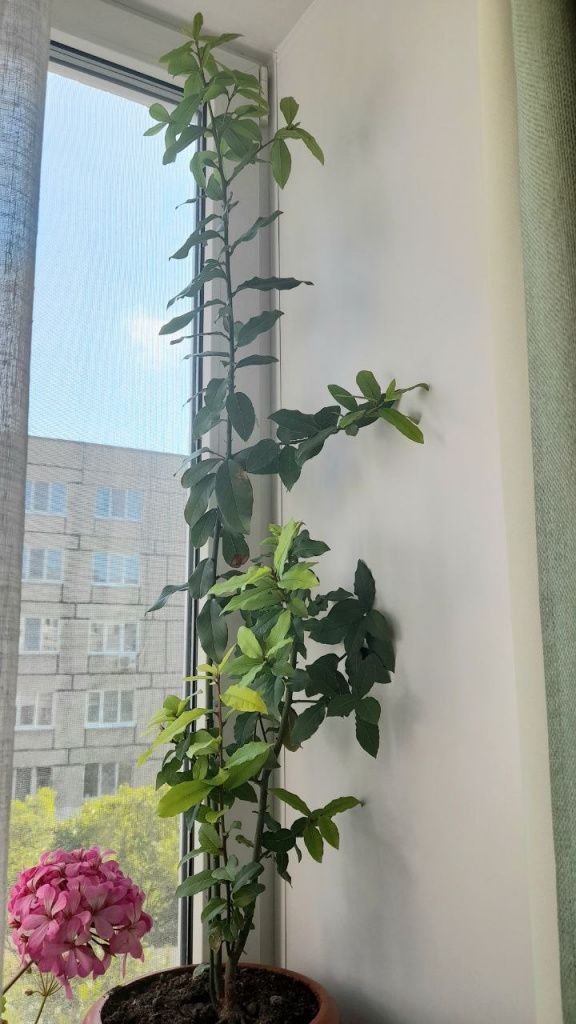 Летний снимок, июль. Еще немного и лавровые ветви упрутся в «потолок» оконного пространства. Фото: Андрей Гребенкин, «Глобус»