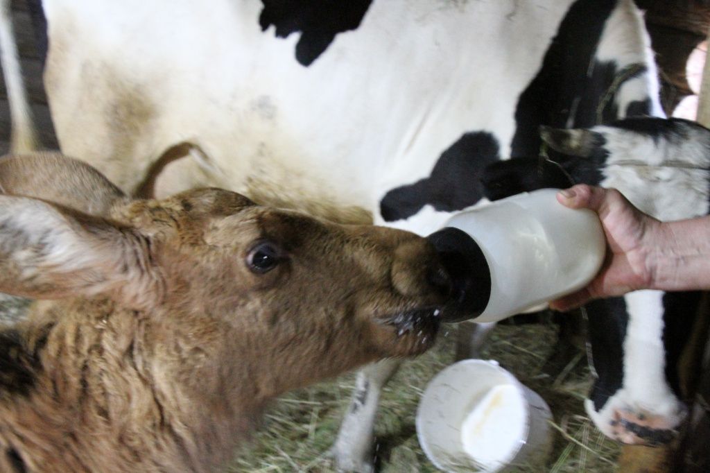 Кормят Марусю козьим молоком и травкой. Фото: Константин Бобылев, "Глобус"