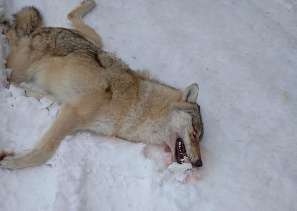 С начала 2020 года в окрестностях серовских и сосьвинских поселков добыто 8 волков