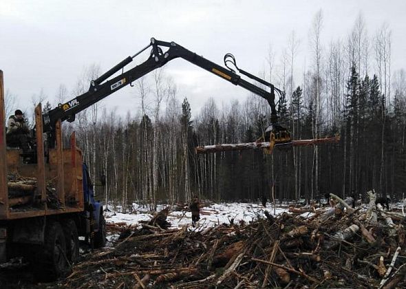 С делянки сосьвинской колонии уже вывезли 555 кубометров леса
