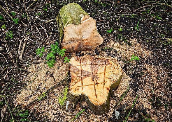 В Сосьве осужден мужчина, незаконно спиливший три дерева