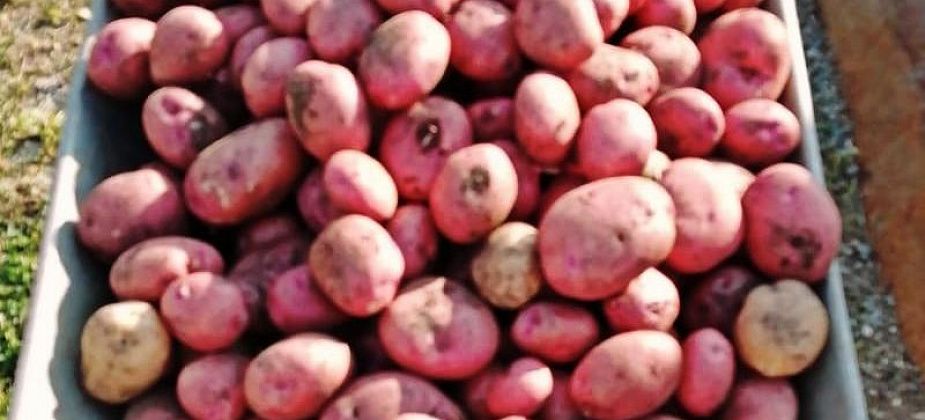 Приметы на 13 сентября. Не тревожим рябину и начинаем копать картошку