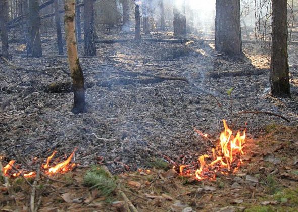 УГЗ Сосьвы закупает ранцевые лесные огнетушители для тушения низовых пожаров