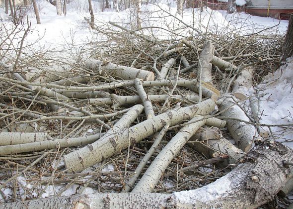 На обрезку деревьев в Сосьвинском горокруге потратят более 400 тысяч рублей