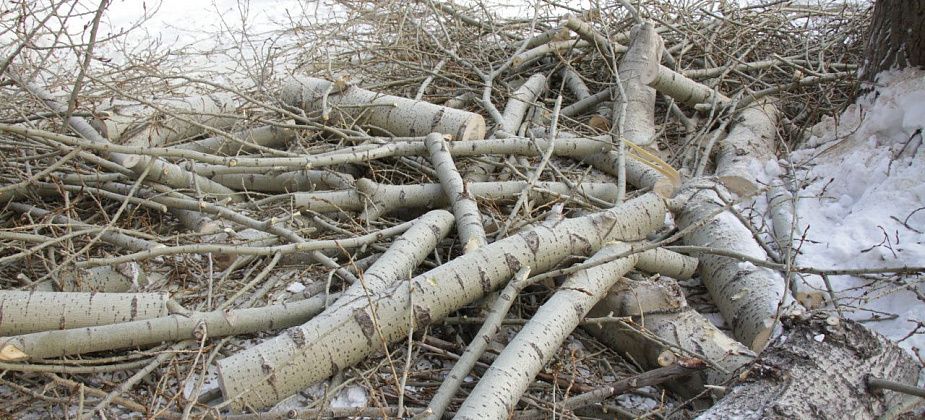 На обрезку деревьев в Сосьвинском горокруге потратят более 400 тысяч рублей