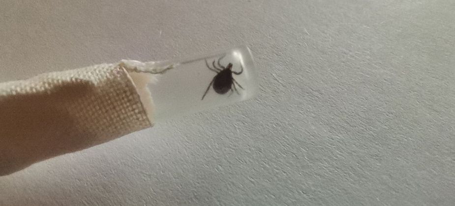 Сосьвинский округ обработают от крыс и клещей