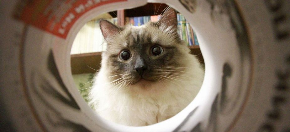 Сосьвинцы и гаринцы, расскажите про своих домашних «тигрят»!