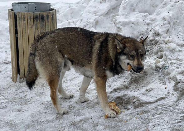 Общественник из Сосьвы обеспокоен отловом бродячих собак на территории поселка