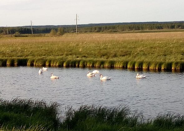 Читатели сфотографировали лебедей под Гарями