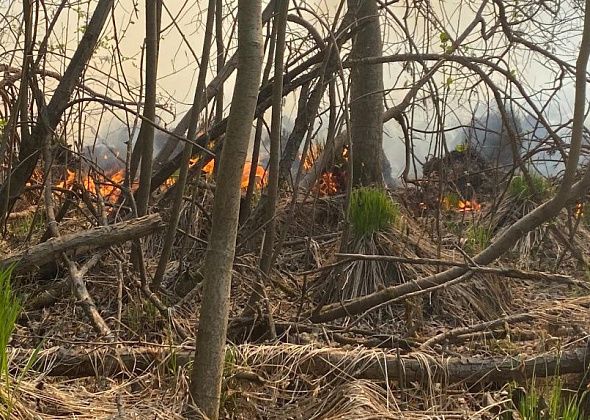 Сотринское лесничество набирает добровольцев для ликвидации  лесных пожаров